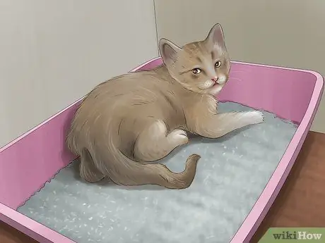 Заставьте кошку перестать прыгать на клавиатуре Шаг 5