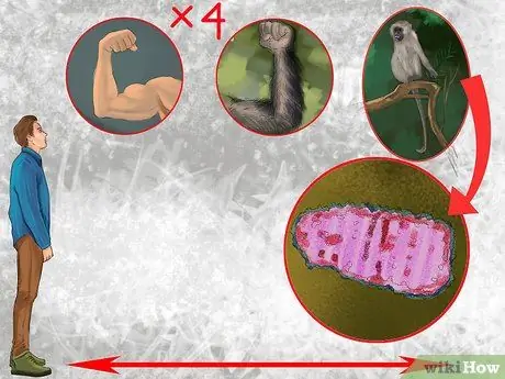 Предотвратить нападение обезьяны или выжить, шаг 2