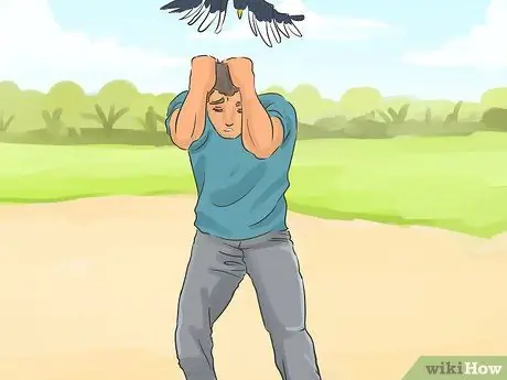 Берегитесь нападающих австралийских сорок Шаг 16