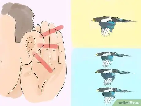 Берегитесь нападающих австралийских сорок, шаг 3