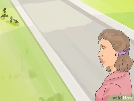 Берегитесь нападающих австралийских сорок Шаг 4