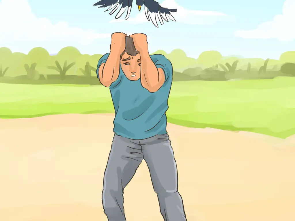 3 способа уберечься от нападающих австралийских сорок