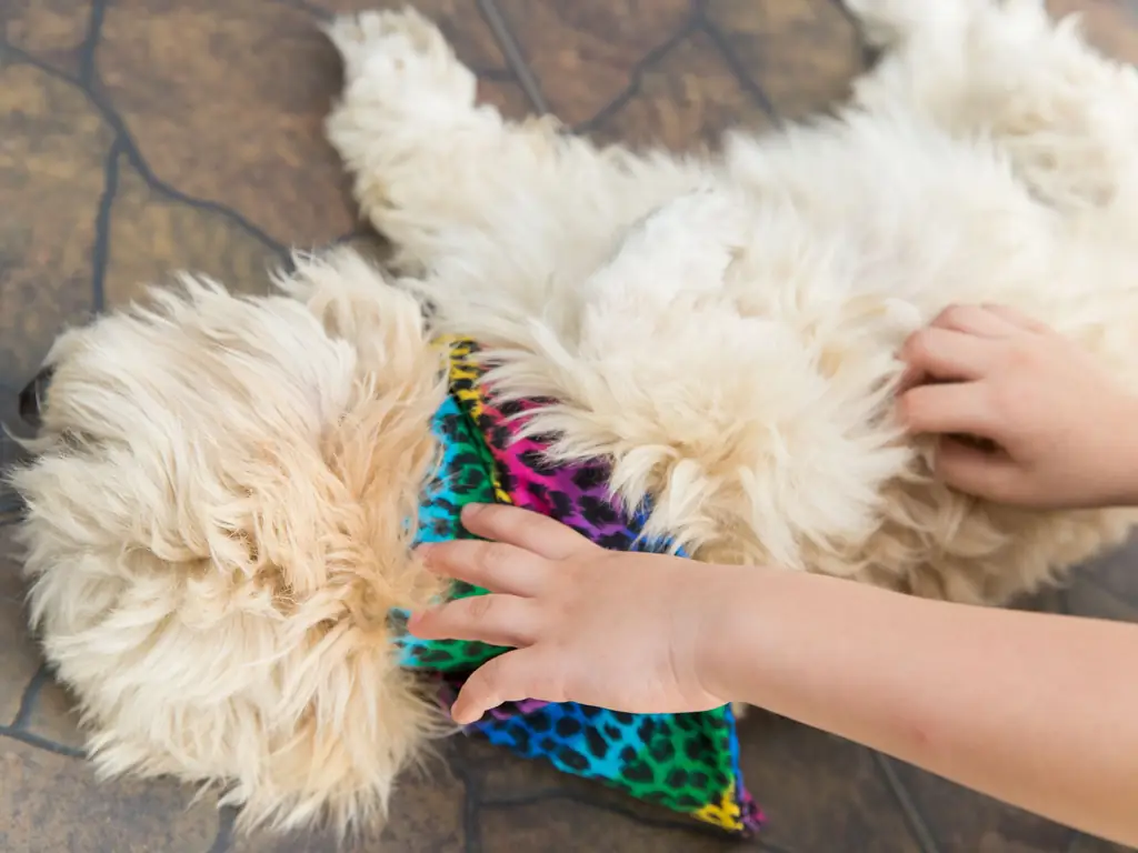 Как завязать бандану на собаку: 9 шагов (с иллюстрациями)