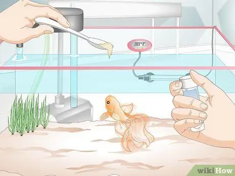 Вылечить водянку у золотой рыбки Шаг 10