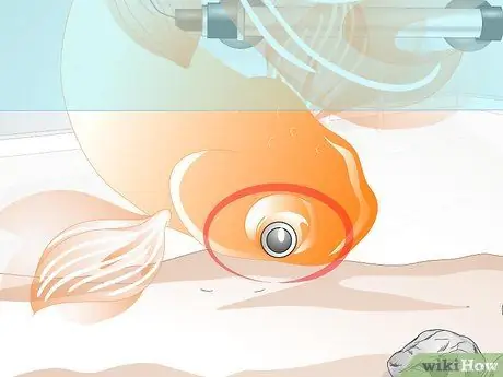 Вылечить водянку у золотой рыбки, шаг 2