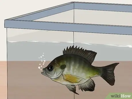 Держите окуня и других американских диких рыб в домашнем аквариуме Шаг 13
