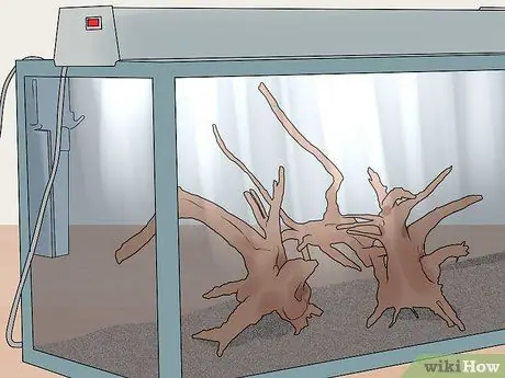 Держите окуня и других американских диких рыб в домашнем аквариуме Шаг 3