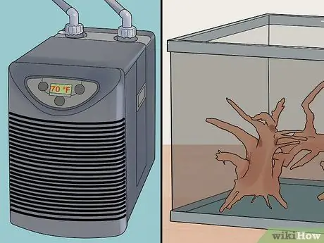 Держите окуня и других американских диких рыб в домашнем аквариуме Шаг 4
