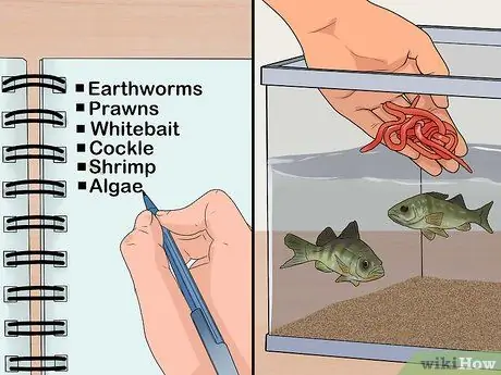 Держите окуня и других американских диких рыб в домашнем аквариуме Шаг 8