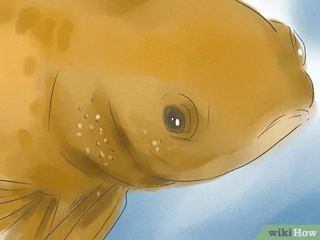 Как определить, является ли ваша золотая рыбка мужчиной или женщиной Шаг 3