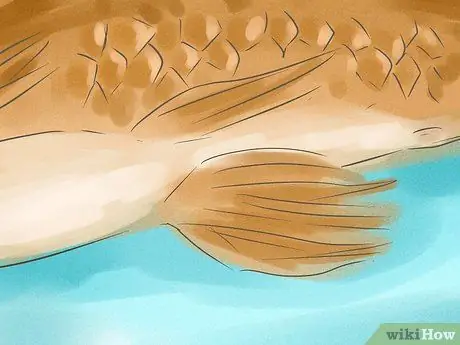 Как определить, является ли ваша золотая рыбка мужчиной или женщиной Шаг 6