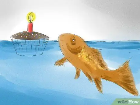 Как определить, является ли ваша золотая рыбка мужчиной или женщиной Шаг 8