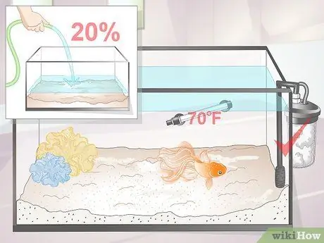 Определите, взрослая ли ваша золотая рыбка Шаг 10