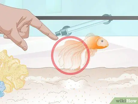 Определите, взрослая ли ваша золотая рыбка Шаг 3