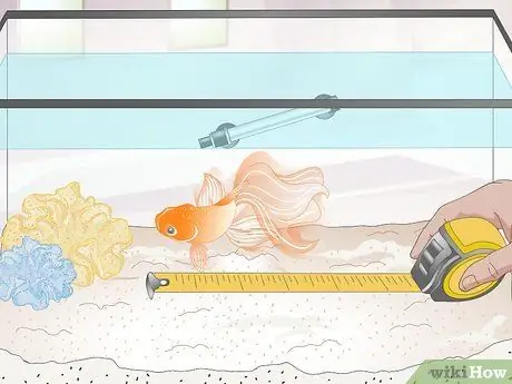 Определите, взрослая ли ваша золотая рыбка Шаг 4