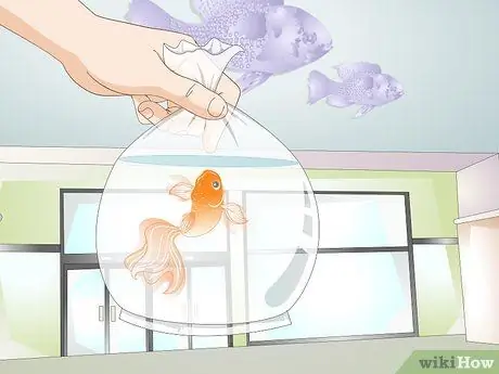Определите, взрослая ли ваша золотая рыбка Шаг 8