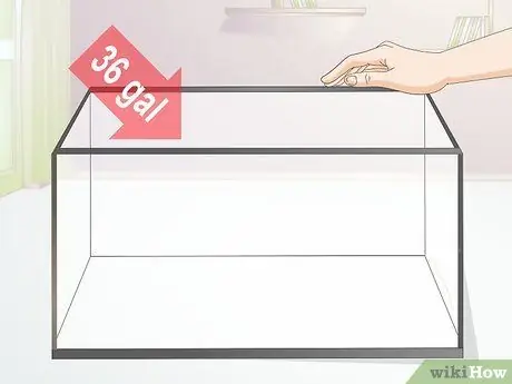 Определите, взрослая ли ваша золотая рыбка Шаг 9