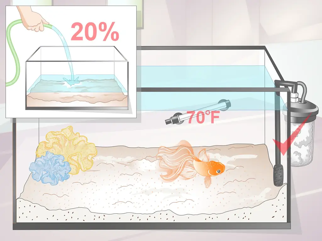 3 способа узнать, является ли ваша золотая рыбка взрослой