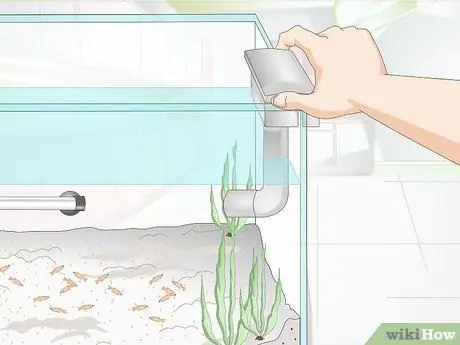 Выращивание мальков с золотыми рыбками, шаг 4