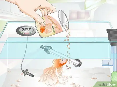 Уход за золотой рыбкой-вьющимся хвостом Шаг 5