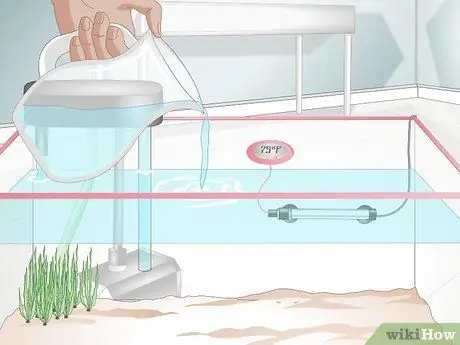 Вылечить водянку у золотой рыбки, шаг 5