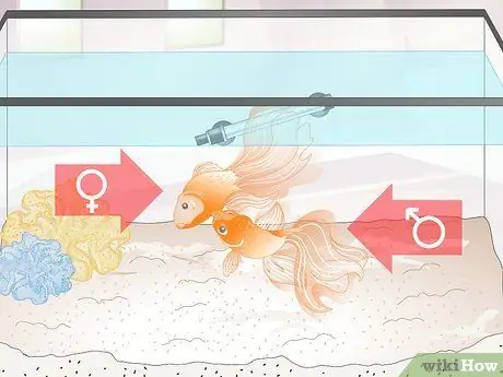 Как определить взрослую ли ваша золотая рыбка Шаг 7