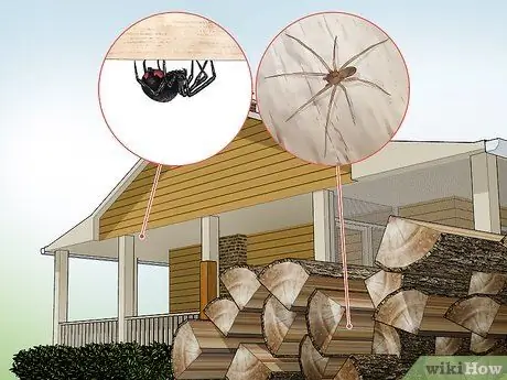 Определение пауков Шаг 15