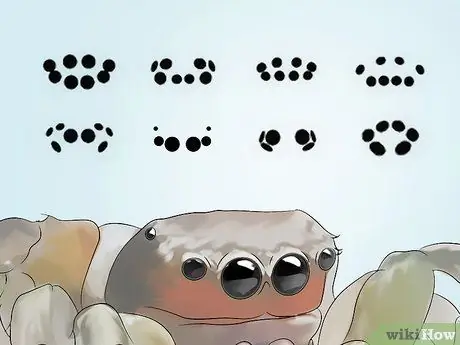 Определение пауков Шаг 7