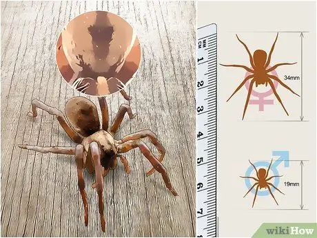 Определить паука-волка Шаг 1