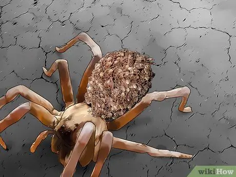 Определить паука-волка Шаг 9