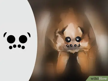 Определить паука-волка Шаг 2