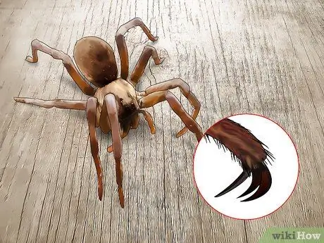 Определить паука-волка Шаг 3