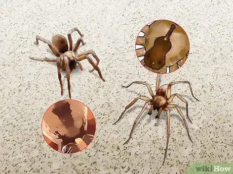 Определить паука-волка Шаг 4