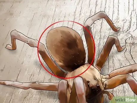 Определить паука-волка Шаг 5