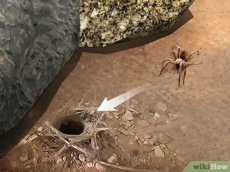 Определить паука-волка Шаг 6