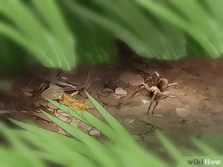 Определить паука-волка Шаг 7