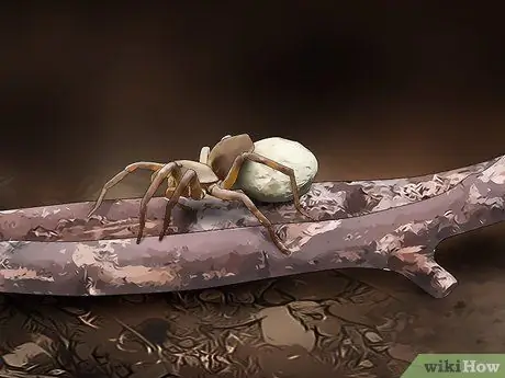 Определить паука-волка Шаг 8