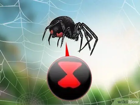 Определите паука черной вдовы. Шаг 1