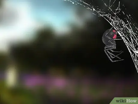 Определите паука черной вдовы. Шаг 10