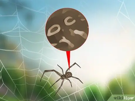 Определите паука черной вдовы. Шаг 3