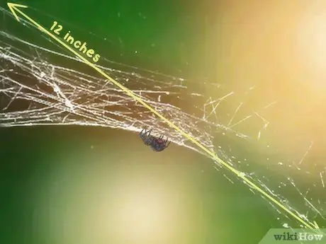 Определите паука черной вдовы. Шаг 8