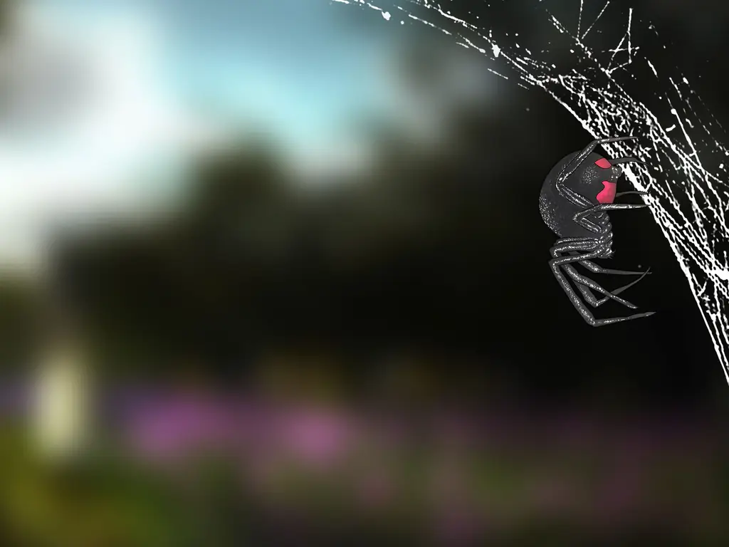 10 способов определить паука Черная вдова