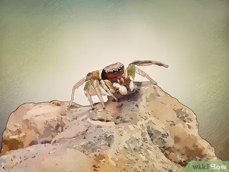 Поймать прыгающего паука и ухаживать за ним. Шаг 1