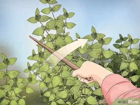 Поймать прыгающего паука и ухаживать за ним. Шаг 3