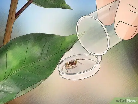 Поймать прыгающего паука и ухаживать за ним. Шаг 5