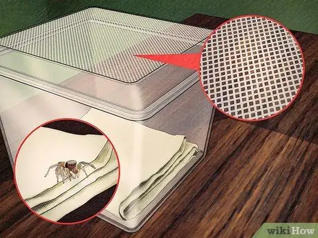 Поймать прыгающего паука и ухаживать за ним. Шаг 6