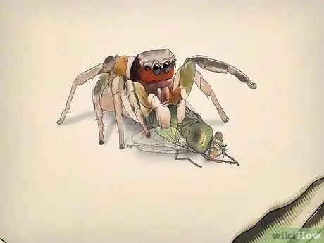Поймать прыгающего паука и ухаживать за ним. Шаг 7