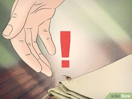 Поймать прыгающего паука и ухаживать за ним. Шаг 8