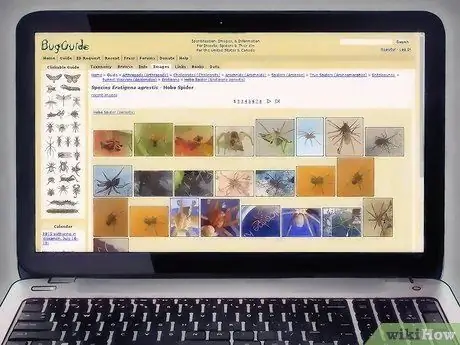 Определение паука-бродяги Шаг 5