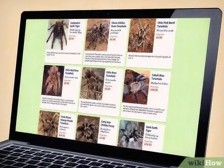 Держите пауков в качестве домашних животных Шаг 2